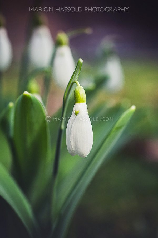 Der Frühling kommt! 4 Photography_by_MarionHassoldDOTcom03