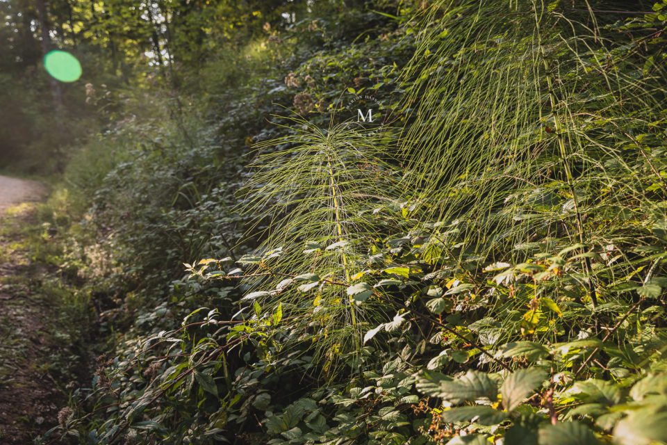 Die schönsten Ausflüge mit Kindern: der Wald-Erlebnispfad Urbach 37 15 Fotografie MarionHassold 6836