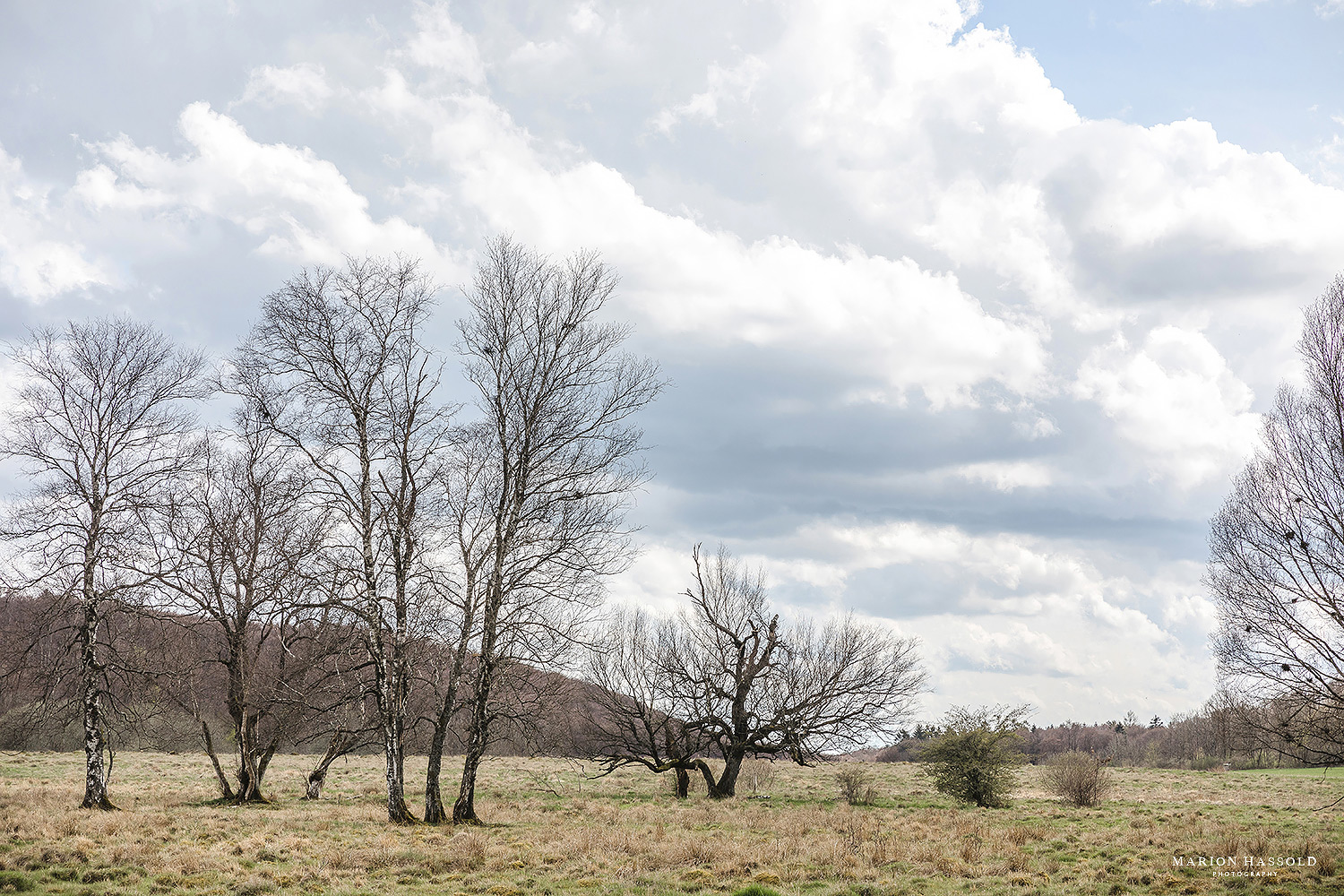 Mein Lieblingsbild vom Schopflocher Moor. Diese Bäume haben mir sehr gefallen.